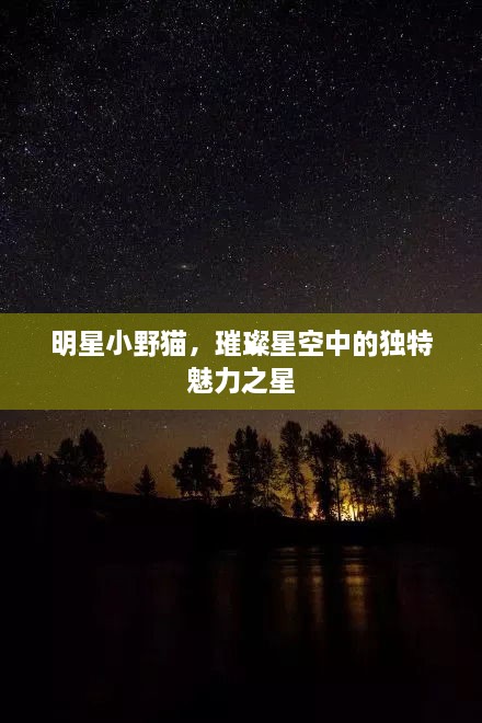 明星小野猫，璀璨星空中的独特魅力之星