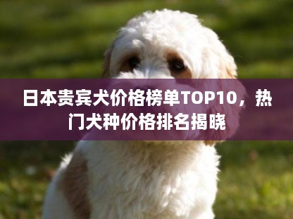 日本贵宾犬价格榜单TOP10，热门犬种价格排名揭晓