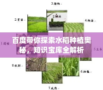 百度带你探索水稻种植奥秘，知识宝库全解析