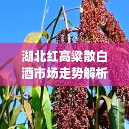 湖北红高粱散白酒市场走势解析