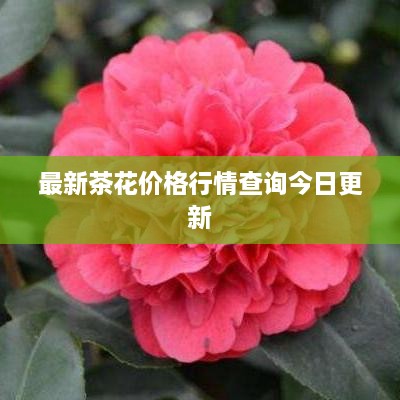 最新茶花价格行情查询今日更新