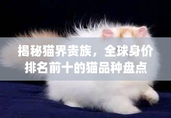 揭秘猫界贵族，全球身价排名前十的猫品种盘点