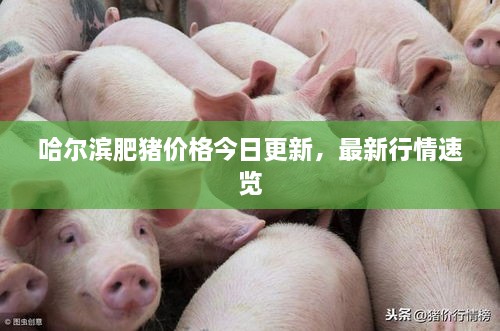 哈尔滨肥猪价格今日更新，最新行情速览