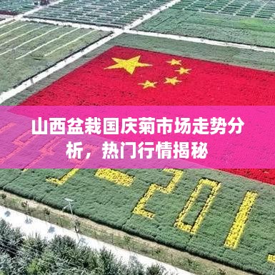 山西盆栽国庆菊市场走势分析，热门行情揭秘