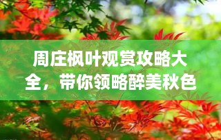 周庄枫叶观赏攻略大全，带你领略醉美秋色！