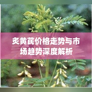 炙黄芪价格走势与市场趋势深度解析