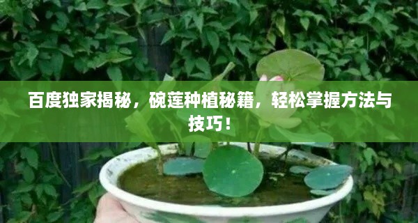 百度独家揭秘，碗莲种植秘籍，轻松掌握方法与技巧！