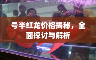 号半红龙价格揭秘，全面探讨与解析