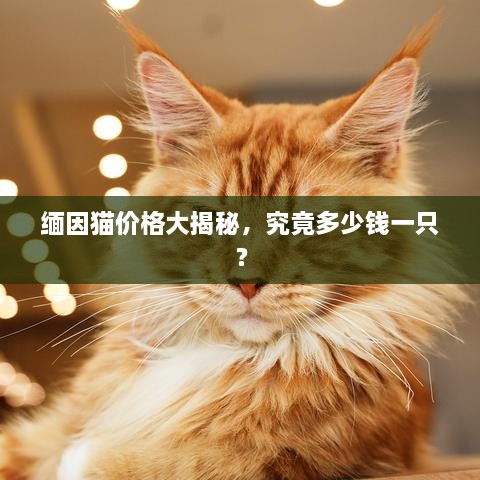 缅因猫价格大揭秘，究竟多少钱一只？