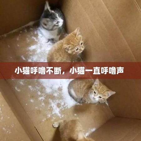 小猫呼噜不断，小猫一直呼噜声 