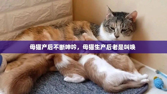 母猫产后不断呻吟，母猫生产后老是叫唤 