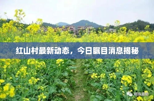 红山村最新动态，今日瞩目消息揭秘