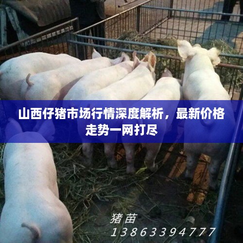 山西仔猪市场行情深度解析，最新价格走势一网打尽