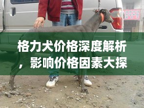 格力犬价格深度解析，影响价格因素大探讨